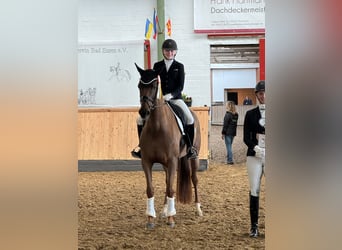 Oldenburger, Stute, 5 Jahre, 171 cm, Dunkelfuchs