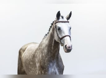 Oldenburger, Stute, 5 Jahre, 171 cm, Schimmel
