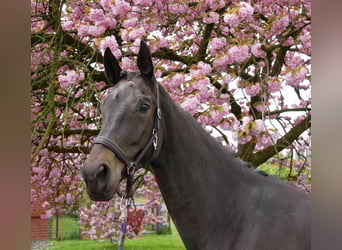 Oldenburger, Stute, 5 Jahre, 171 cm, Schwarzbrauner