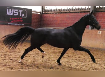 Oldenburger, Stute, 5 Jahre, 171 cm, Schwarzbrauner