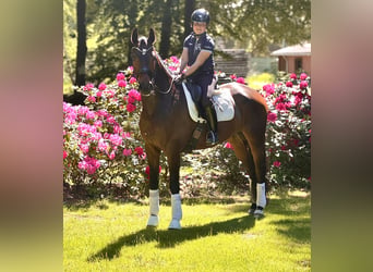 Oldenburger, Stute, 5 Jahre, 172 cm, Dunkelbrauner