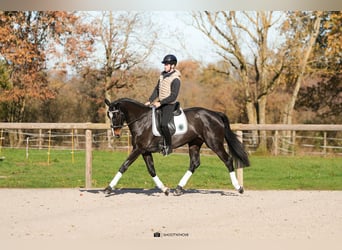 Oldenburger, Stute, 5 Jahre, 172 cm, Dunkelbrauner