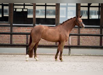 Oldenburger, Stute, 5 Jahre, 172 cm, Dunkelfuchs