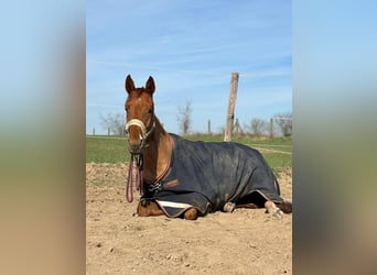 Oldenburger, Stute, 5 Jahre, 172 cm, Fuchs