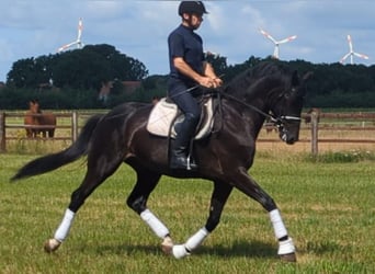 Oldenburger, Stute, 5 Jahre, 172 cm, Rappe