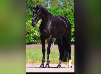 Oldenburger, Stute, 5 Jahre, 172 cm, Rappe