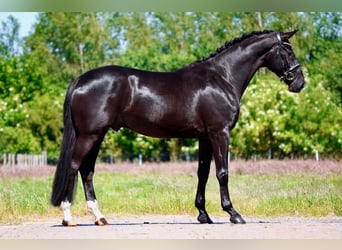 Oldenburger, Stute, 5 Jahre, 172 cm, Rappe