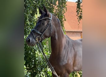 Oldenburger, Stute, 5 Jahre, 172 cm, Rappe