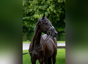 Oldenburger, Stute, 5 Jahre, 172 cm, Rappe