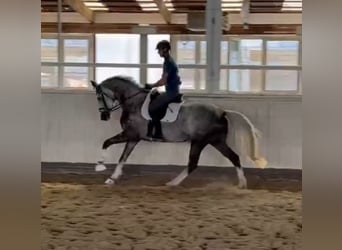 Oldenburger, Stute, 5 Jahre, 172 cm, Schimmel