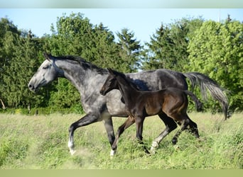 Oldenburger, Stute, 5 Jahre, 172 cm, Schimmel