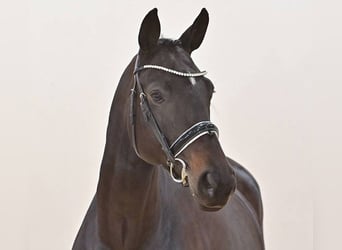 Oldenburger, Stute, 5 Jahre, 172 cm, Schwarzbrauner