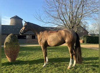 Oldenburger, Stute, 5 Jahre, 173 cm, Dunkelfuchs