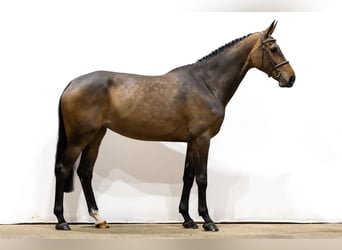 Oldenburger, Stute, 5 Jahre, 174 cm, Brauner