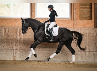 Oldenburger, Stute, 5 Jahre, 174 cm, Dunkelbrauner