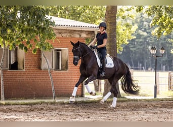 Oldenburger, Stute, 5 Jahre, 174 cm, Dunkelfuchs