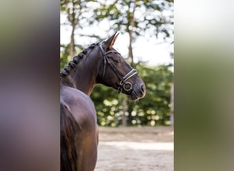 Oldenburger, Stute, 5 Jahre, 174 cm, Dunkelfuchs