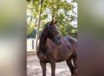 Oldenburger, Stute, 5 Jahre, 174 cm, Dunkelfuchs
