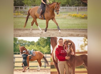 Oldenburger, Stute, 5 Jahre, 174 cm, Fuchs Oldenburger, Stute, 5 Jahre, 174 cm, Fuchs