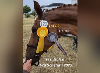 Oldenburger, Stute, 5 Jahre, 174 cm, Fuchs
