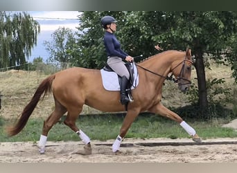 Oldenburger, Stute, 5 Jahre, 174 cm, Fuchs