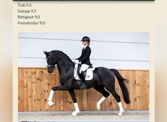 Oldenburger, Stute, 5 Jahre, 174 cm, Rotbrauner