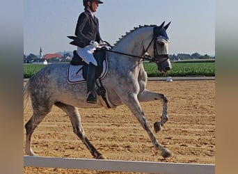 Oldenburger, Stute, 5 Jahre, 174 cm, Schimmel