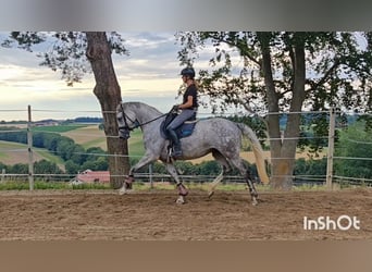 Oldenburger, Stute, 5 Jahre, 174 cm, Schimmel