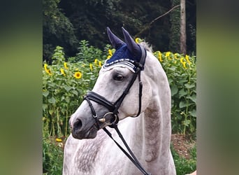 Oldenburger, Stute, 5 Jahre, 174 cm, Schimmel