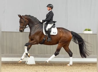 Oldenburger, Stute, 5 Jahre, 175 cm, Dunkelbrauner