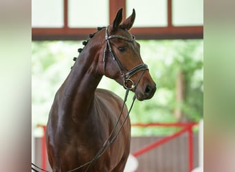 Oldenburger, Stute, 5 Jahre, 175 cm, Dunkelbrauner