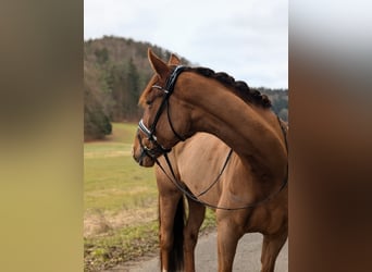 Oldenburger, Stute, 5 Jahre, 175 cm, Dunkelfuchs