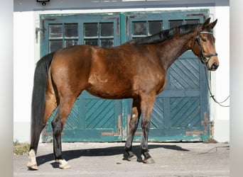 Oldenburger, Stute, 5 Jahre, 176 cm, Brauner