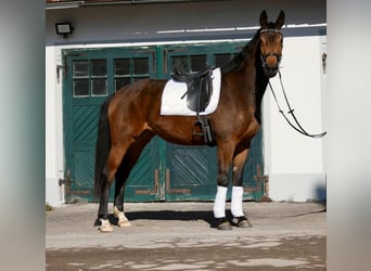 Oldenburger, Stute, 5 Jahre, 176 cm, Brauner