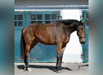 Oldenburger, Stute, 5 Jahre, 176 cm, Brauner