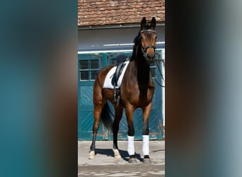 Oldenburger, Stute, 5 Jahre, 176 cm, Brauner