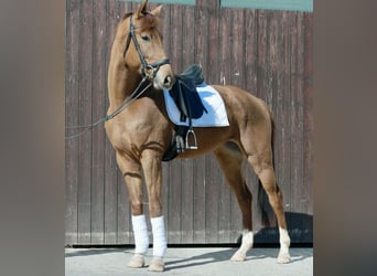 Oldenburger, Stute, 5 Jahre, 176 cm, Fuchs