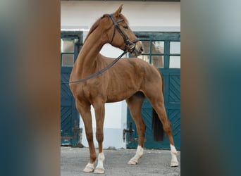 Oldenburger, Stute, 5 Jahre, 176 cm, Fuchs