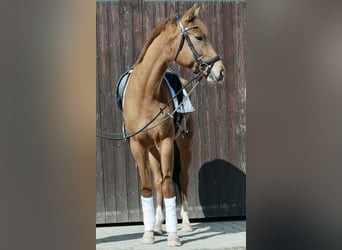 Oldenburger, Stute, 5 Jahre, 176 cm, Fuchs