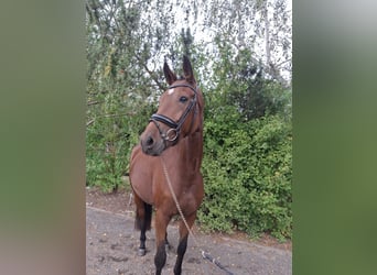 Oldenburger, Stute, 5 Jahre, 177 cm, Brauner
