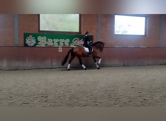 Oldenburger, Stute, 5 Jahre, 177 cm, Brauner