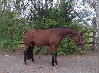 Oldenburger, Stute, 5 Jahre, 177 cm, Brauner