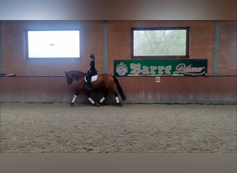 Oldenburger, Stute, 5 Jahre, 177 cm, Brauner