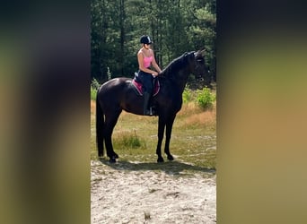 Oldenburger, Stute, 5 Jahre, 177 cm, Dunkelbrauner