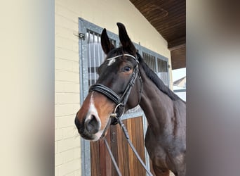 Oldenburger, Stute, 5 Jahre, 178 cm, Brauner