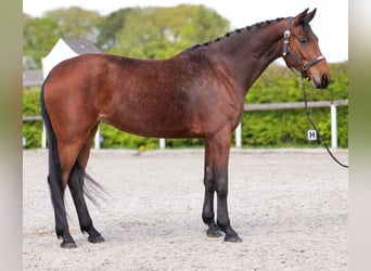 Oldenburger, Stute, 5 Jahre, 179 cm, Brauner