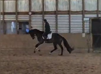 Oldenburger, Stute, 5 Jahre, 184 cm, Dunkelbrauner