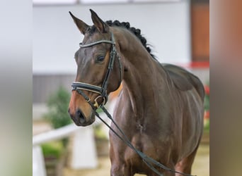 Oldenburger, Stute, 5 Jahre, Brauner