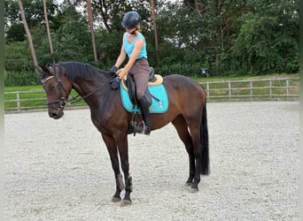 Oldenburger, Stute, 5 Jahre, Brauner