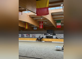 Oldenburger, Stute, 5 Jahre, Dunkelbrauner